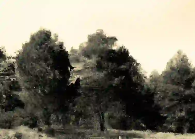 Uluslararası Tugaylar