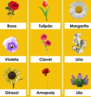 İspanyolca DELE A1 Çiçekler 